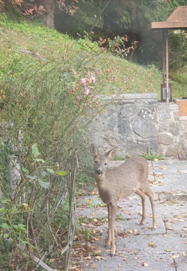 Gorgeous Chalet Bled Bagian luar foto